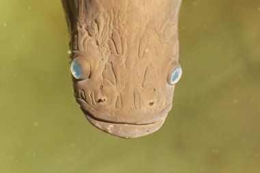 Büyük Arapaima yakın yüz, Güney Amerika'da Amazon ve Essequibo havzaları yerli bonytongue bir cinstir