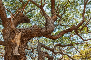dal Büyük Samanea saman ağacı desen
