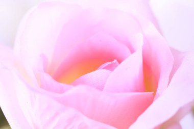 kumaştan yapılmış gül çiçekleri yakın 