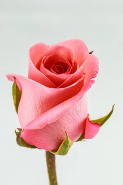 Beyaz arkaplanda pembe güller