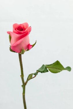 Beyaz arkaplanda pembe güller