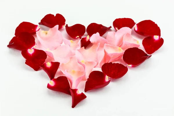 Υπέροχο όμορφο πέταλο όμορφη καρδιά του κόκκινου και ροζ τριαντάφυλλο — Φωτογραφία Αρχείου