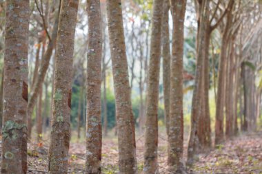 Lastik ağaç sırası.