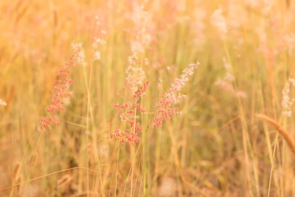 Blumengras zur Abendzeit — Stockfoto