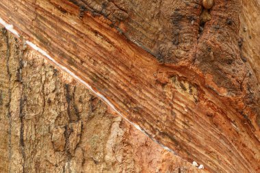 kauçuk ağaç üzerinde reçineler 