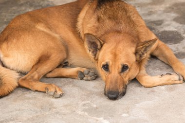 Yakın Brown Tay köpek 