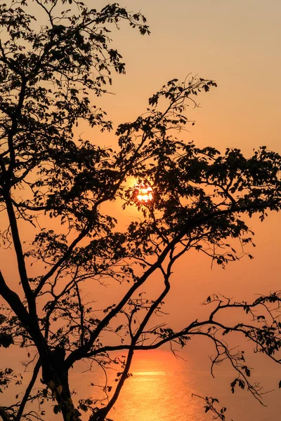 Silhouette eines einzelnen Baumes gegen die untergehende Sonne mit goldenem Meer — Stockfoto