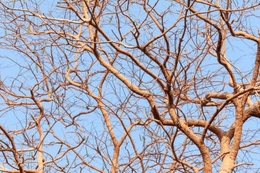 büyük ağaç dalı