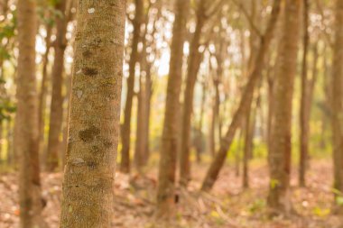 doğada kauçuk ağacı 