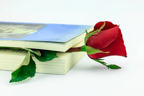 Czerwona róża w książce na białym tle — Zdjęcie stockowe