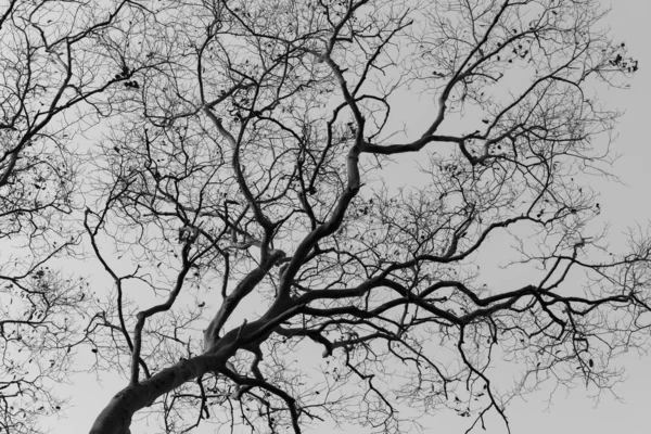Árbol sin hojas contra la luz solar, tono blanco y negro —  Fotos de Stock