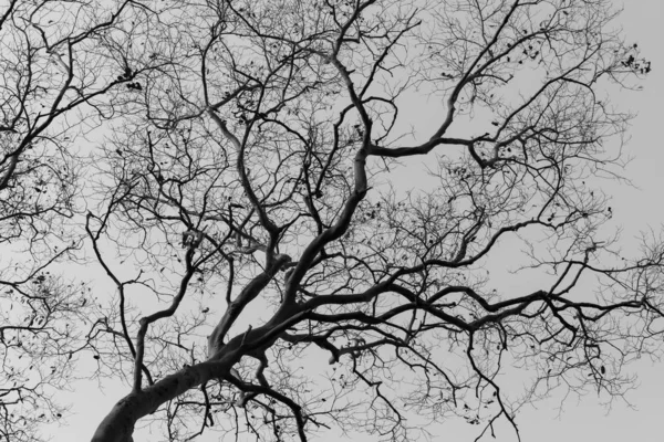 Arbre sans feuilles contre la lumière du soleil, ton noir et blanc — Photo