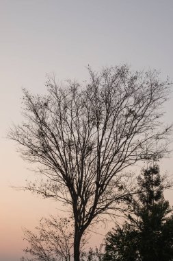 Gökyüzü arka planda güneş ışığına karşı yapraksız ağaç