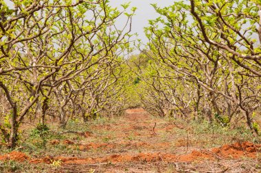 Muhallebi elma veya Annona Ağacı 