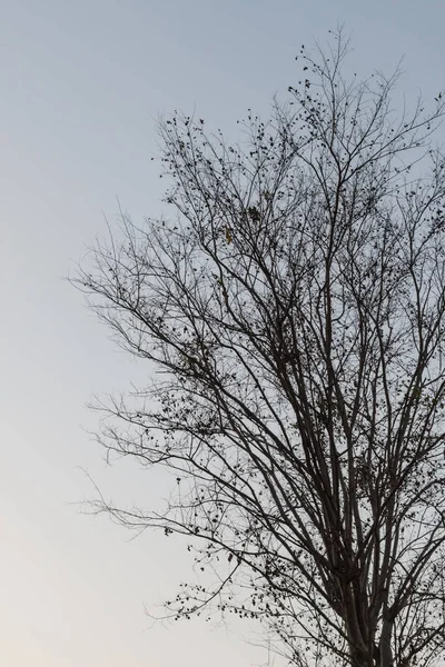 Arbre sans feuilles contre la lumière du soleil sur fond de ciel — Photo