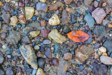 Sahilde bir çakıl üzerinde kuru yaprakları