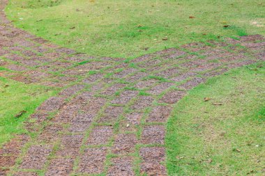 bahçede taş adım - flora çiçek tasarım kaya yeşil çim yürümek