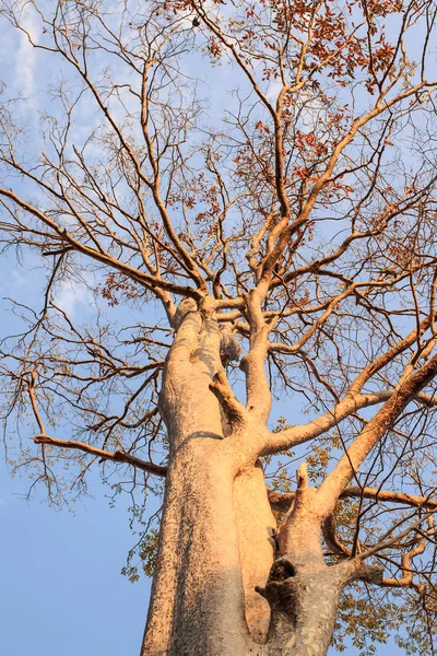 Дерево без листьев на фоне синего неба — стоковое фото