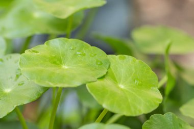 Su yonca yaprakları su damlaları ile