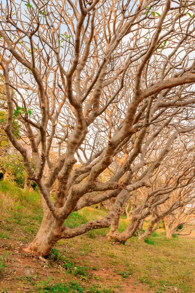 Ряд деревьев Франжипани — стоковое фото