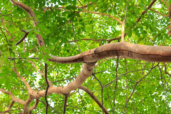 Дерево и зеленые листья — стоковое фото