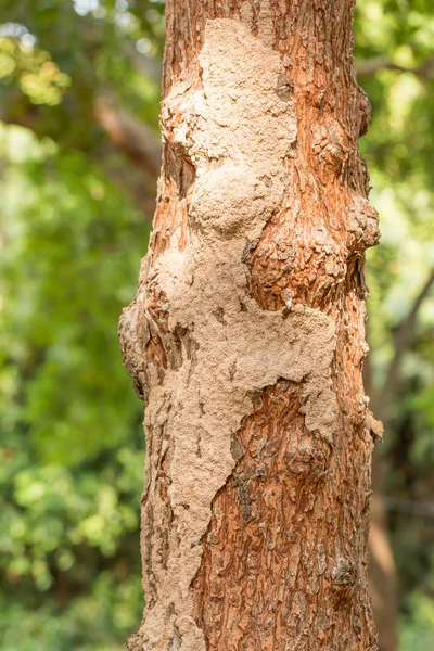 Árvore com ninho de térmita e ensolarado — Fotografia de Stock