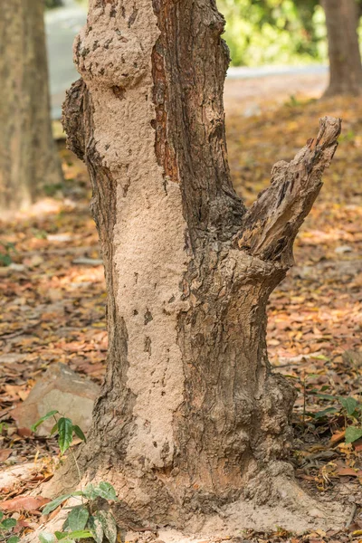 Árvore com ninho de térmita — Fotografia de Stock