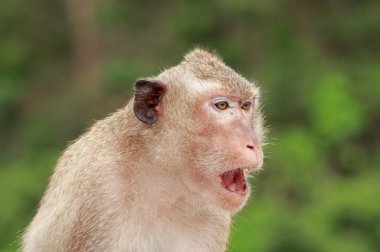 Maymun yüzünü kapat