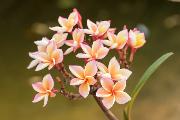 Fiore di plumeria giallo e rosa — Foto Stock