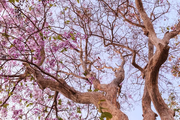 ラガーストロミアの木と空の背景に紫色の花 — ストック写真