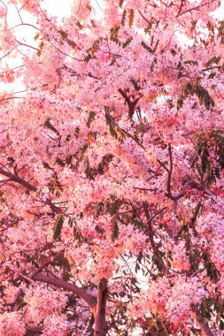 Bol Cassia bakeriana Craib çiçek 