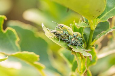 Dört Hypomeces squamosus (Yeşil weevil), limon ağacı üzerinde Yeşilimsi sarı böcek
