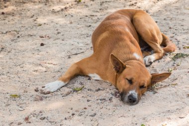 Kum üzerinde uyuyan kahverengi Tay köpek 