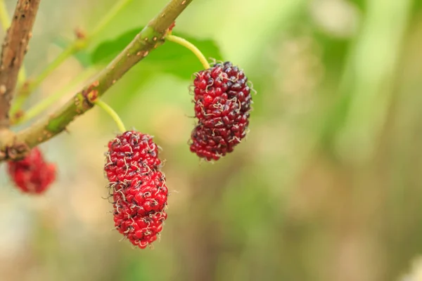Свежие спелые тутовые ягоды на дереве - Свежий тутовик — стоковое фото