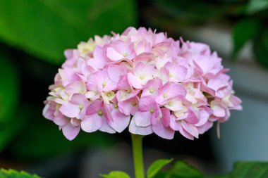 Ortanca çiçek narin yaprakları 