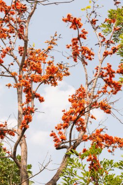 Güzel Bastard Tik çiçek