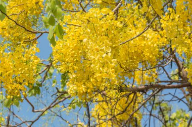 Tayland'da güneşli günde altın duş çiçek