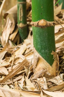 tropikal ormanda bambu 