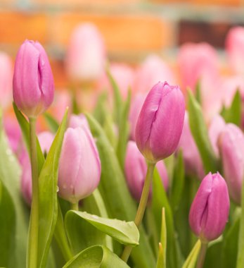 Bahçe içinde güzel laleler