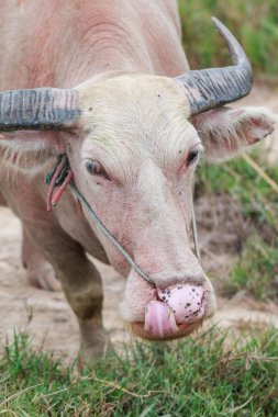 Çayırda Tay albino bufalo