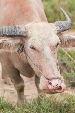 Çayırda Tay albino bufalo