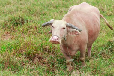Çayırda Tay albino bufalo