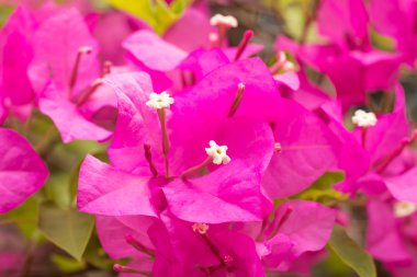 ormanda begonviller çiçekleri