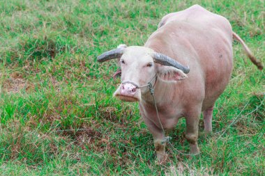 Çayırda Tay albino bufalo