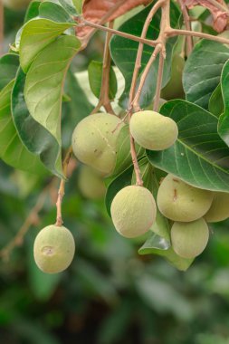 Taze Yeşil Santol ağacın bir dalı üzerinde