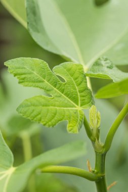 bir dalın ucunda incir filizlenme