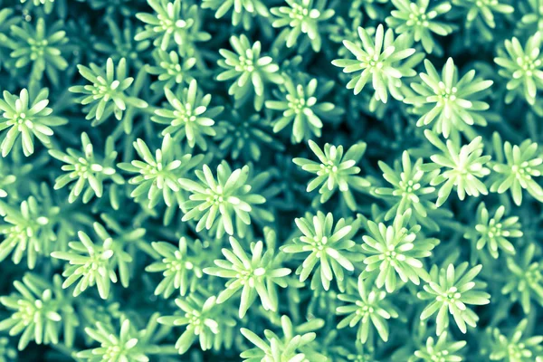 View from the top of a small plant in vintage style — Stock Photo, Image