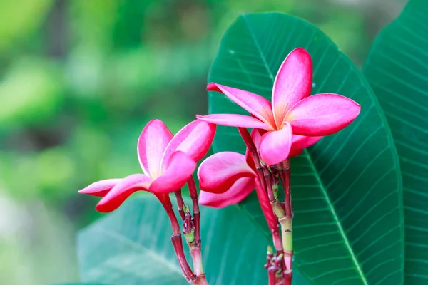 Fiore di plumeria su sfondo foglia verde — Foto Stock