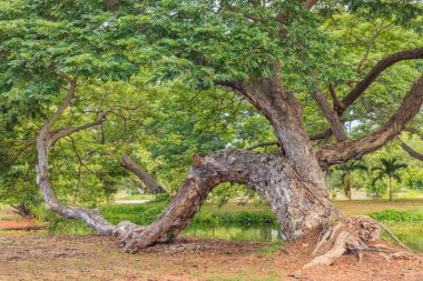 Büyük yeşil ağaç ve sulak alanlar