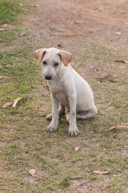 Tay yolunu yitirmek yavru köpek